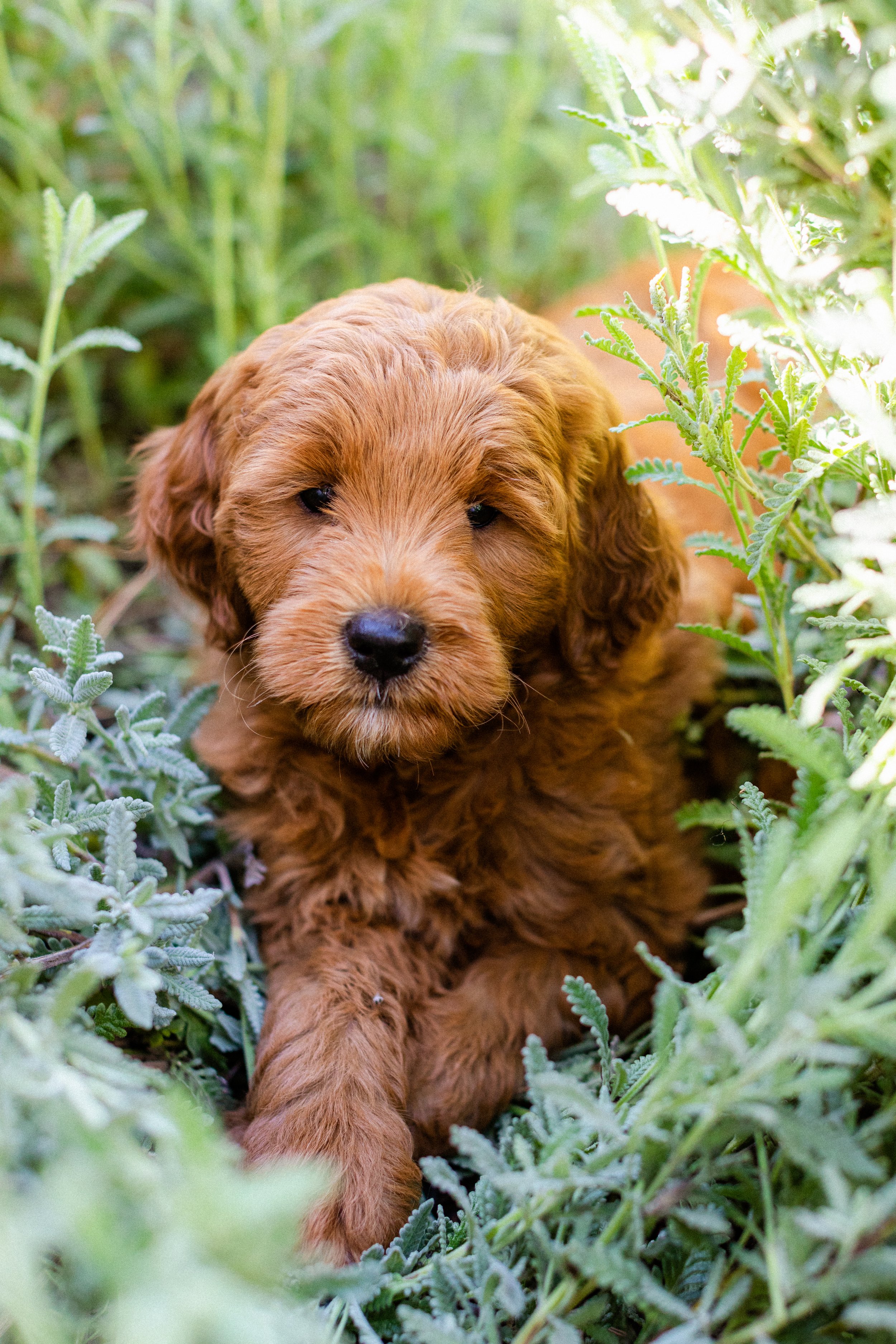 Puppy Portraits — Gail's Doodles